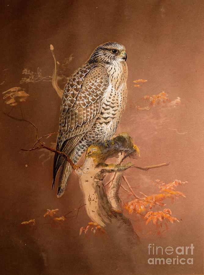 Animal Painting - Iceland Falcon by Joseph Wolf