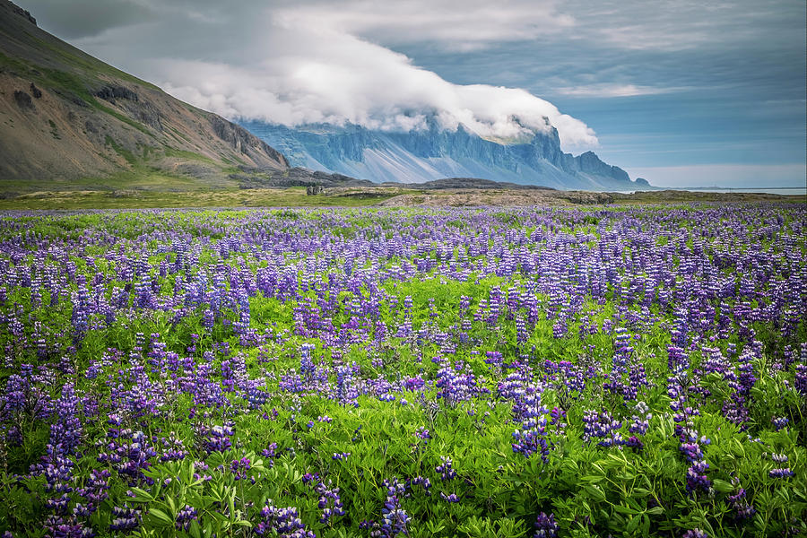 Nature Digital Art - Iceland, Field Of Arctic Lupins by Justin Cliffe