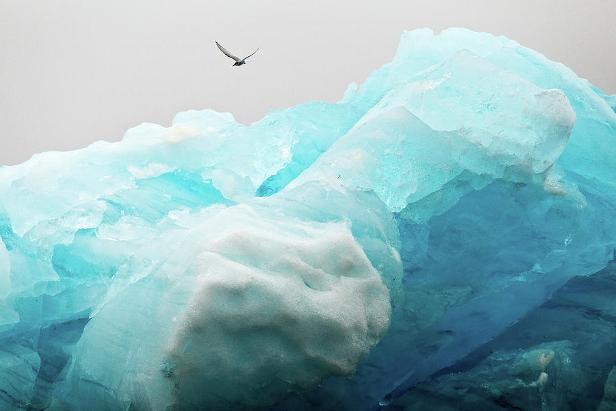Iceland Iceberg Photograph by Nicole Young