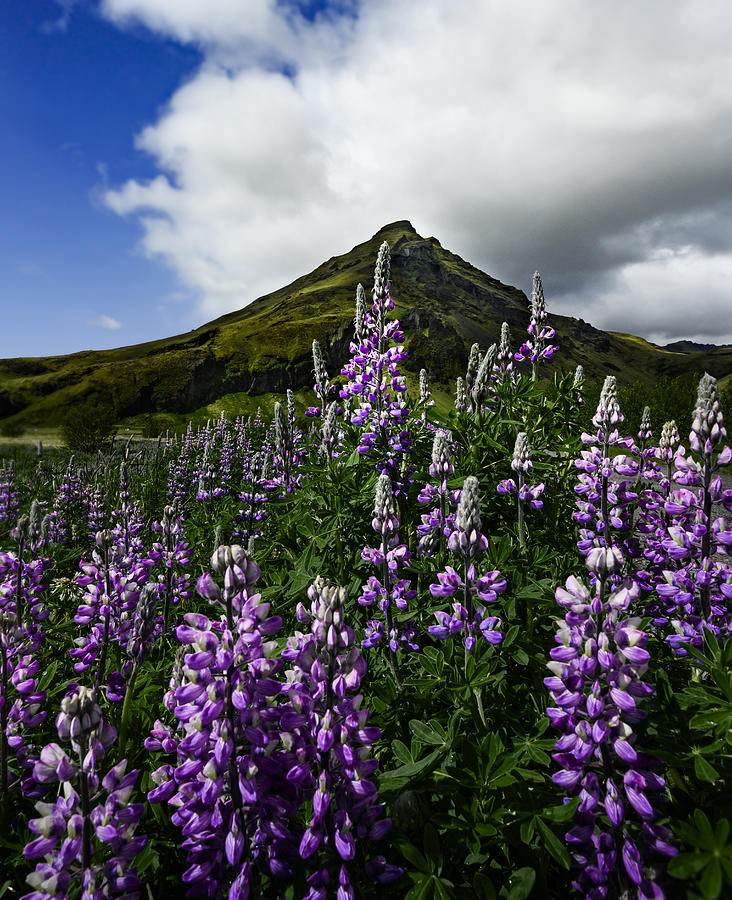 Iceland Lupin Photograph by Allen Sdca