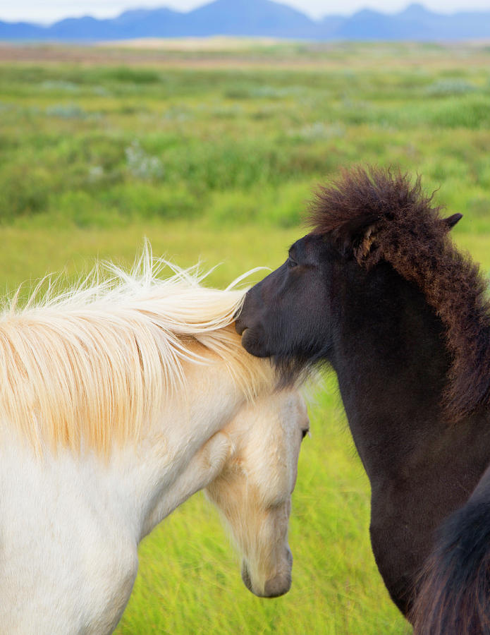Iceland Ponies Photograph by Grant Faint
