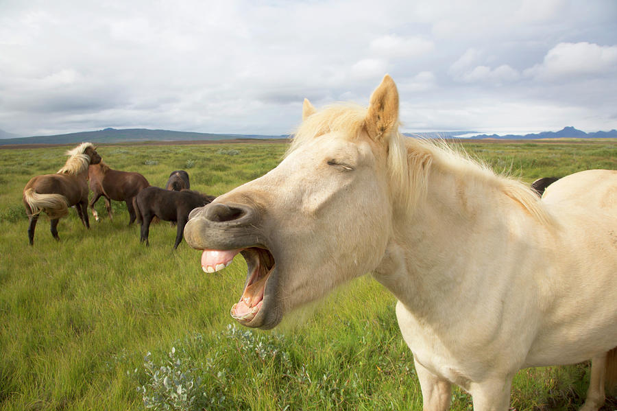 Iceland Pony Yelling In A Field Photograph by Grant Faint