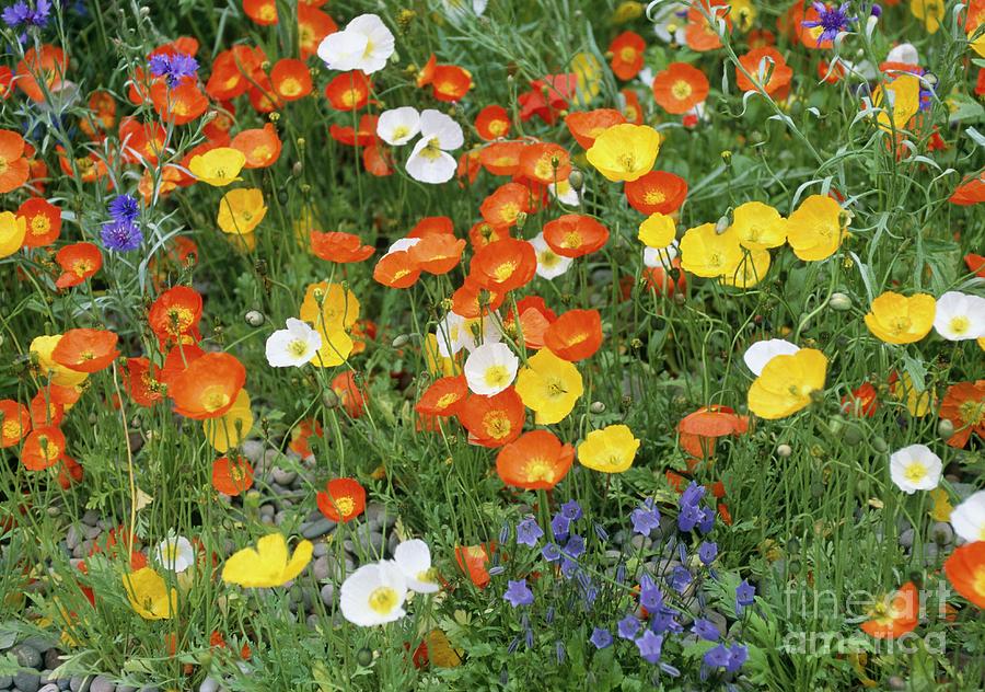Iceland Poppies (papaver Nudicaule) Photograph by Mike Comb/science Photo Library