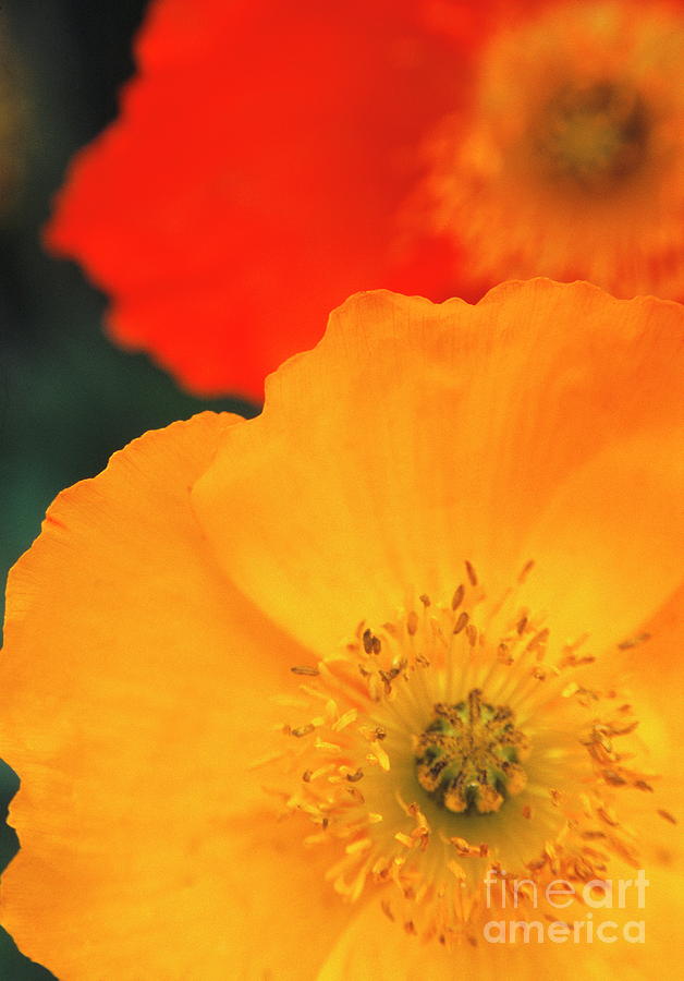 Iceland Poppies (papaver Nudicaule) Photograph by Rachel Warne/science Photo Library