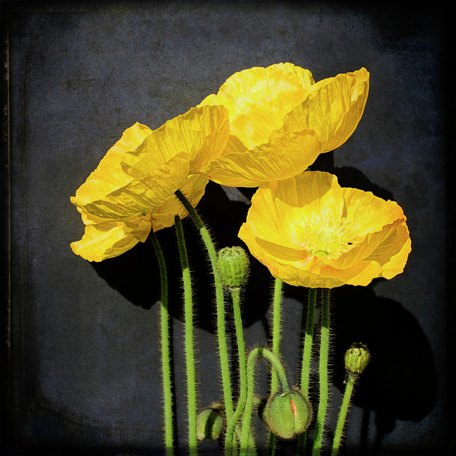 Iceland Yellow Poppies Photograph by Paul Grand Image Iceland Yellow Poppies Photograph by Paul Grand Image