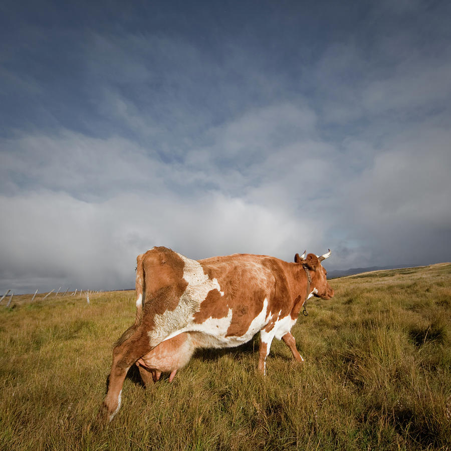 Icelandic Cow Photograph by Johann S. Karlsson