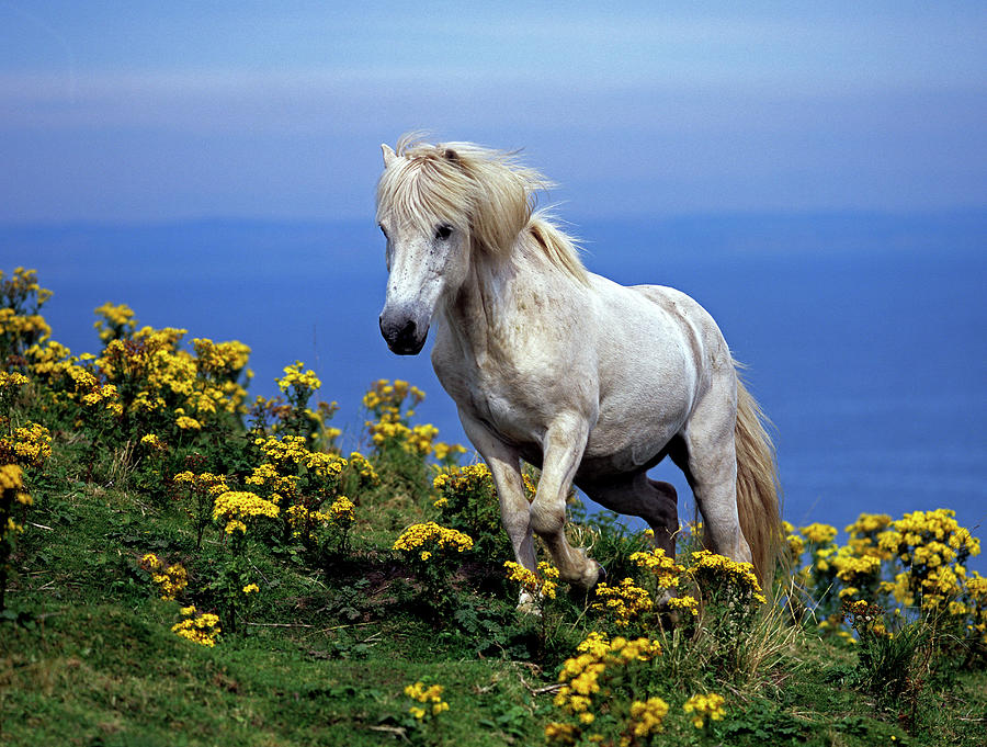Icelandic Horse At The Coast Digital Art by Robert Maier