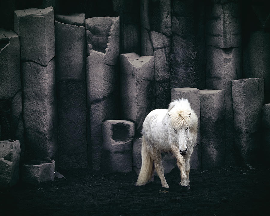 Icelandic Horse Photograph by Bragi Kort