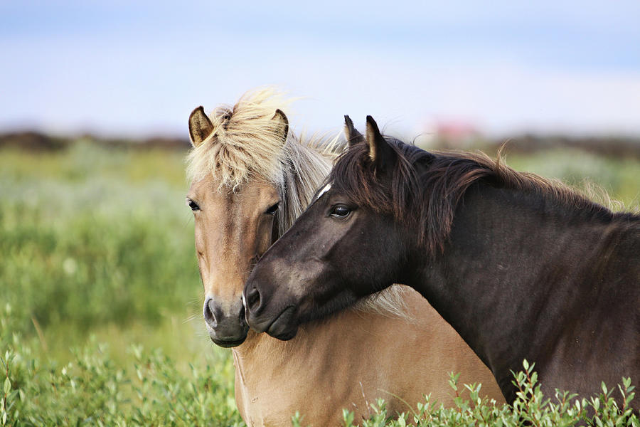 Animal Photograph - Icelandic Horse by Gigja Einarsdottir