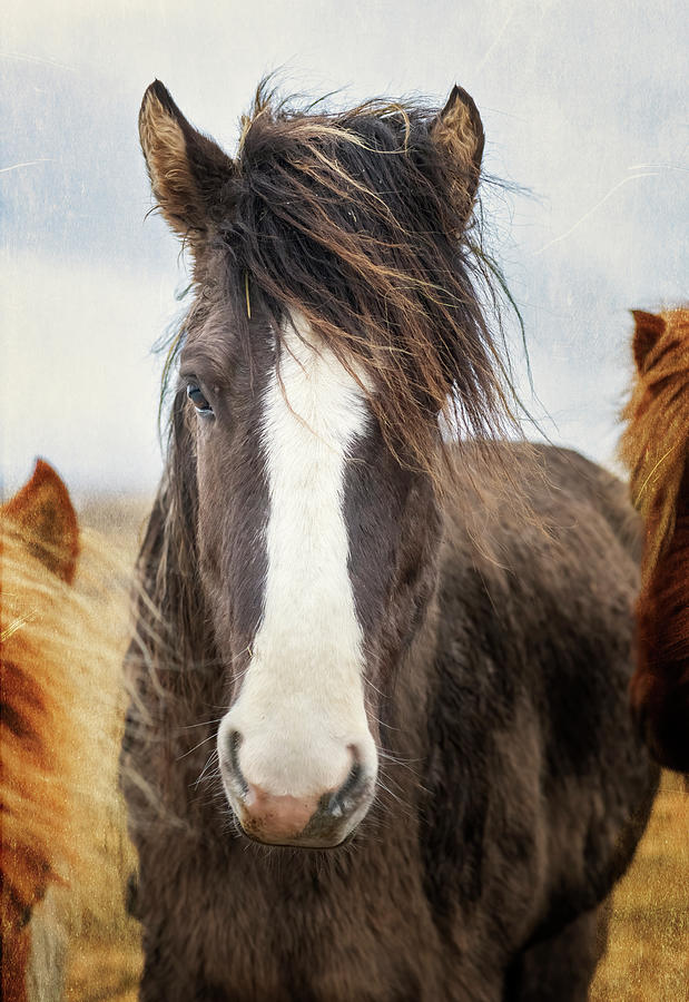 Icelandic Horse II Photograph by Joan Carroll