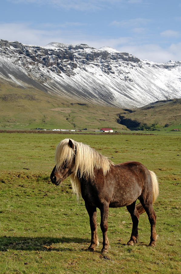 Icelandic Horse In Landscape Photograph by Stockcam
