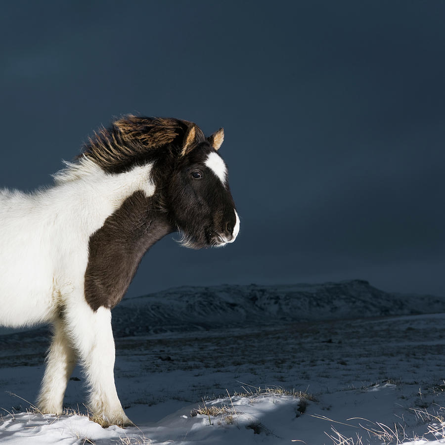 Icelandic Horse In Winter Landscape Photograph by Roine Magnusson