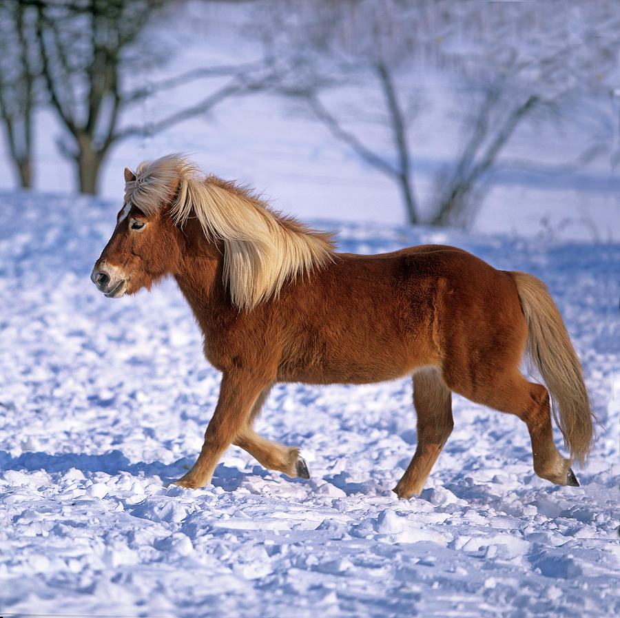 Icelandic Horse In Winter Digital Art by Robert Maier