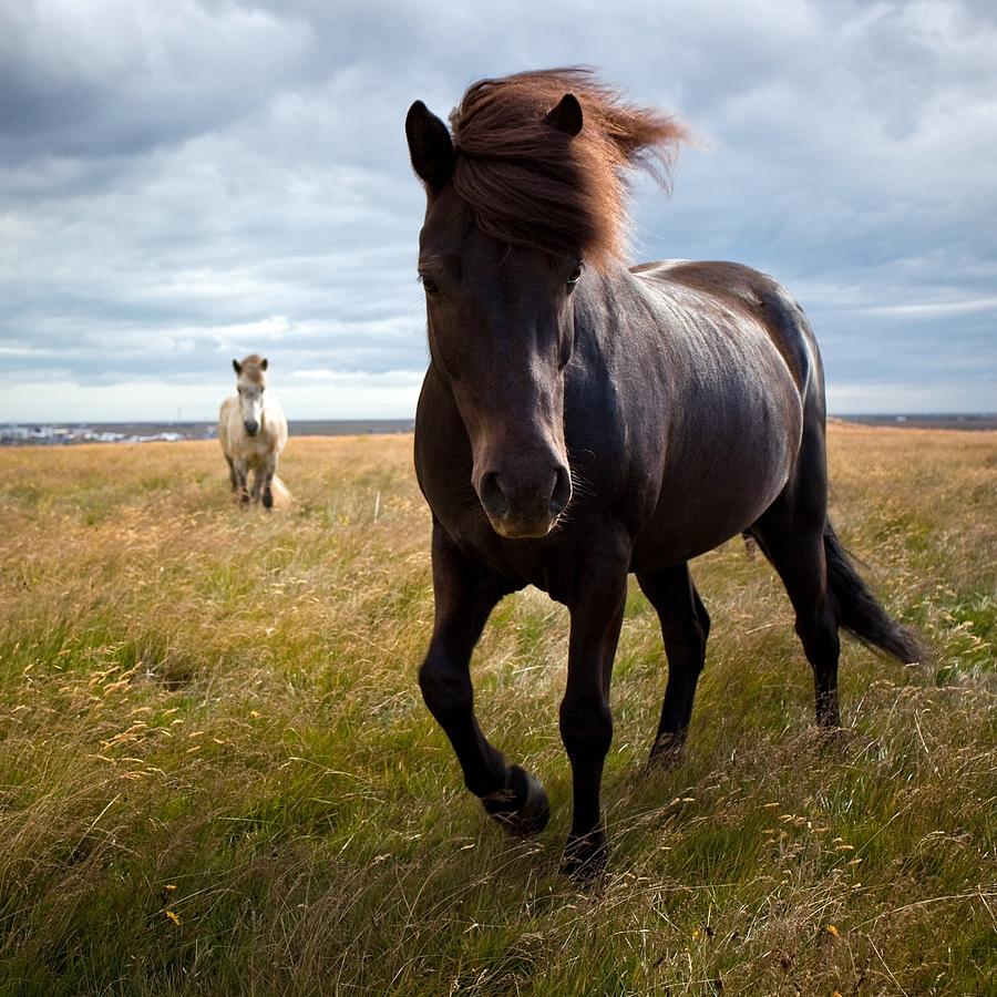 Icelandic Horse Photograph by Johann S. Karlsson