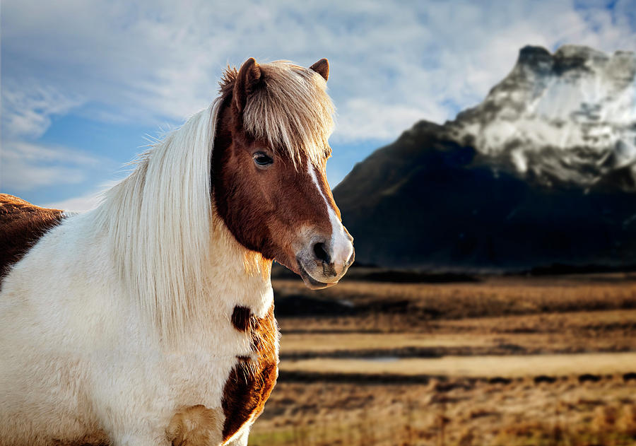 Icelandic Horse Photograph by Kathryn McBride
