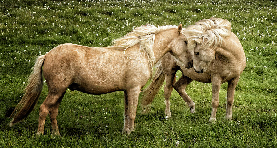 Icelandic Horse Kiss Photograph by Deidre Elzer-Lento