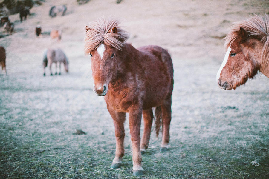 Icelandic Horse Photograph by Kristine T Pham Photography