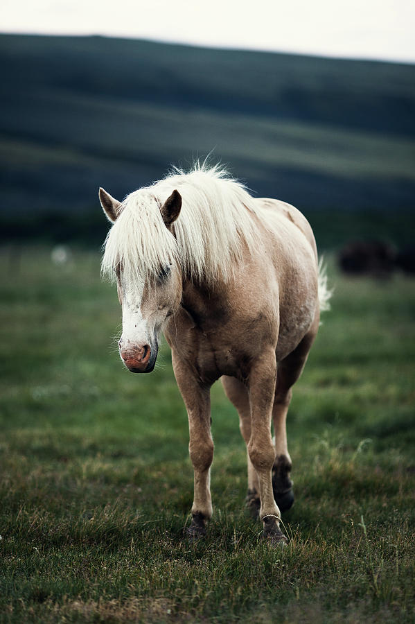 Icelandic Horse Photograph by Kristjánfreyr