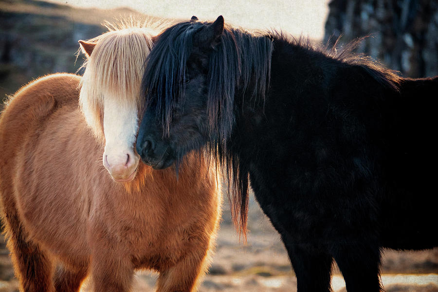 Icelandic Horse Love by Kathryn McBride Icelandic Horse Love by Kathryn McBride