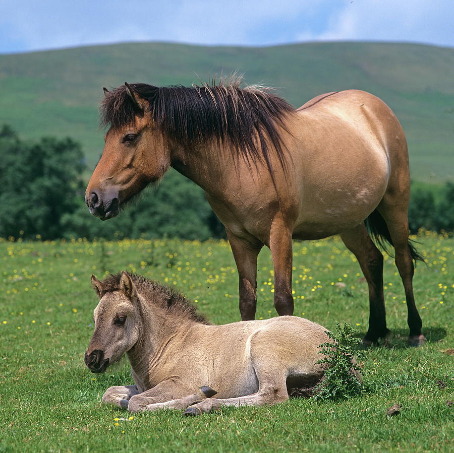 Icelandic Horse, Mare With Foal Digital Art by Robert Maier