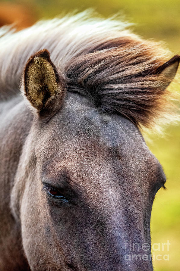 Icelandic Horse Photograph by M G Whittingham