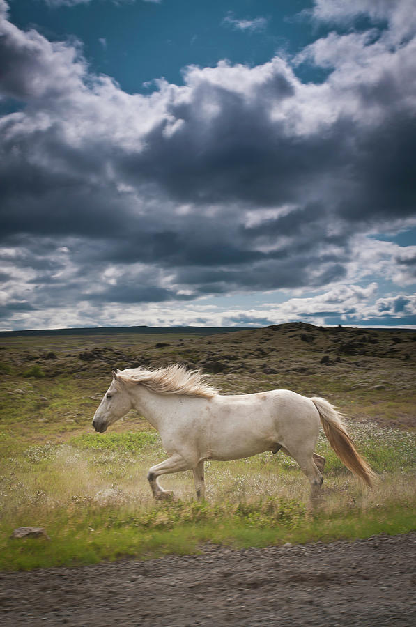 Icelandic Horse Running Through Photograph by Fotovoyager