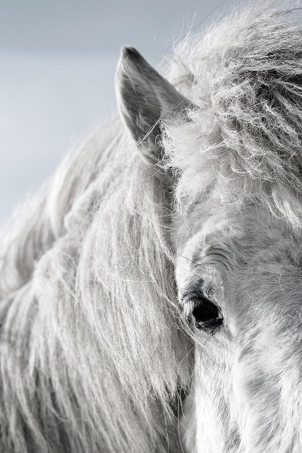 Icelandic Horse Photograph by Vilhjalmur Ingi Vilhjalmsson
