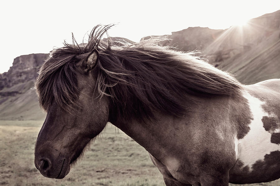 Horse Photograph - Icelandic Horse Vindur II by Mercedes Noriega Horse Photograph - Icelandic Horse Vindur II by Mercedes Noriega
