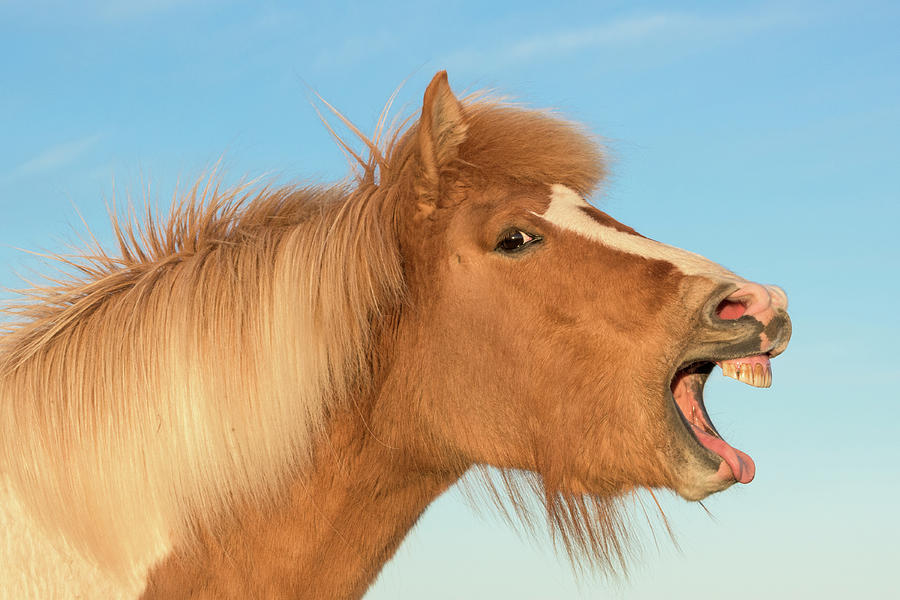 Icelandic Horse With Mouth Open, Iceland Photograph by Carol Walker