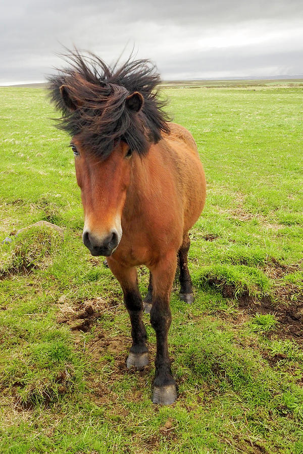 Icelandic Horse with Tousled Mane Photograph by Marla Craven