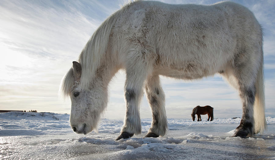 Icelandic Horse With Winter Coat Photograph by Arctic-images