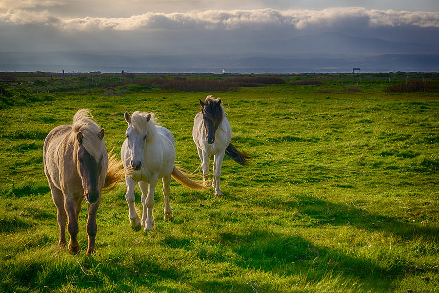 Icelandic Horses Photograph by Amanda Jones