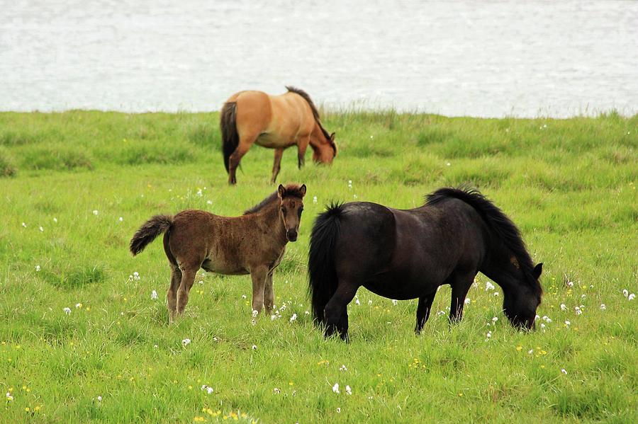 Icelandic Horses Photograph by Andrea Schaffer