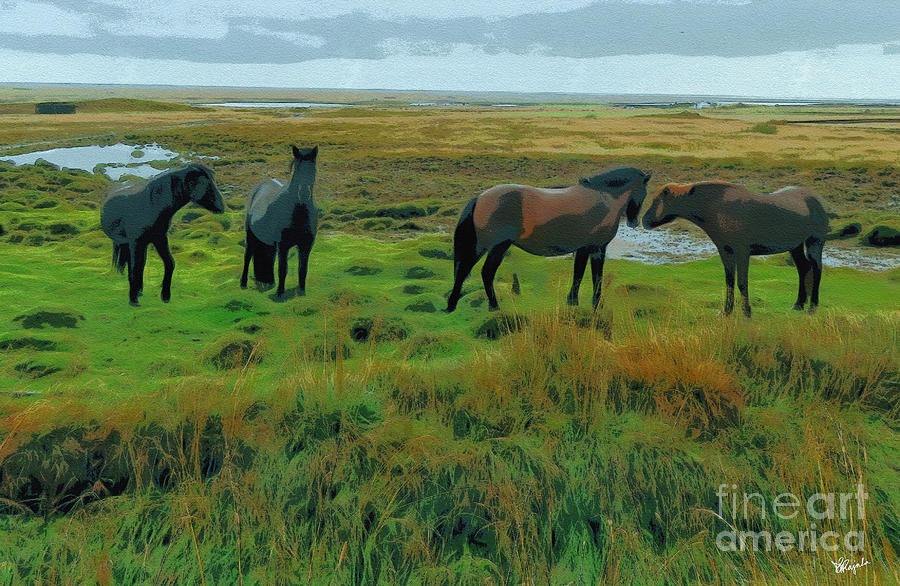 Icelandic Horses Photograph by Diana Rajala