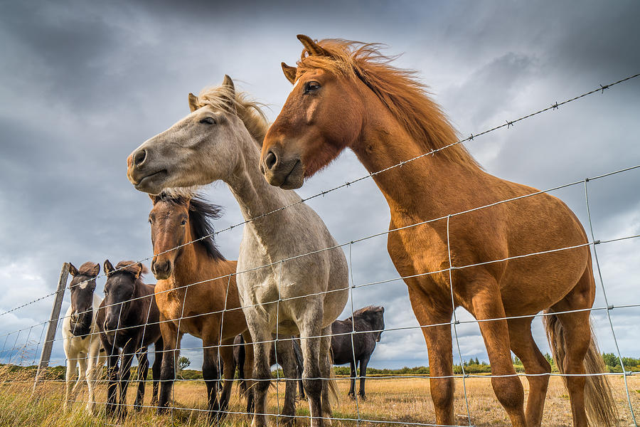 Horse Photograph - Icelandic Horses by Ed Esposito