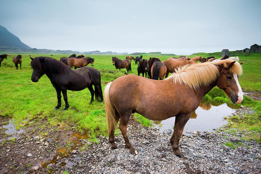 Icelandic Horses, Iceland Photograph by Mint Images/ Art Wolfe