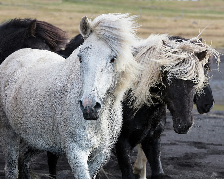 Icelandic Horses, Iceland Digital Art by Tim Mannakee
