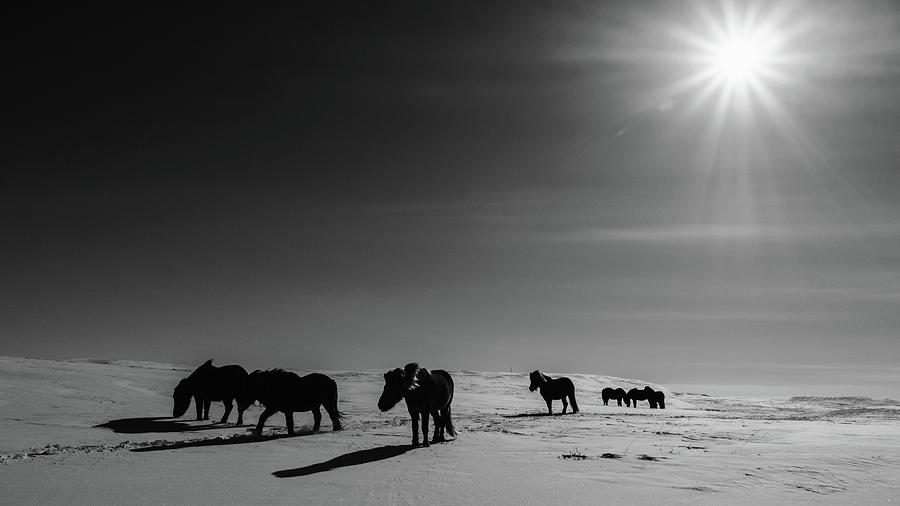 Icelandic Horses in Black and White Photograph by Maxwell Monty - Fine ...