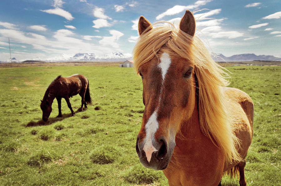 Icelandic Horses Photograph by Marc Fernandez Diaz