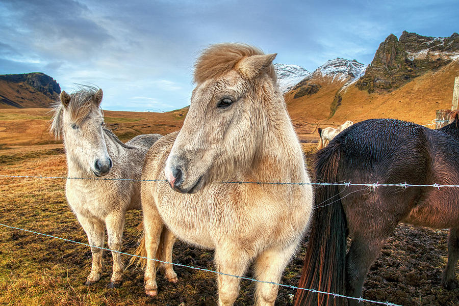 Icelandic Horses Photograph by Natasha Bishop