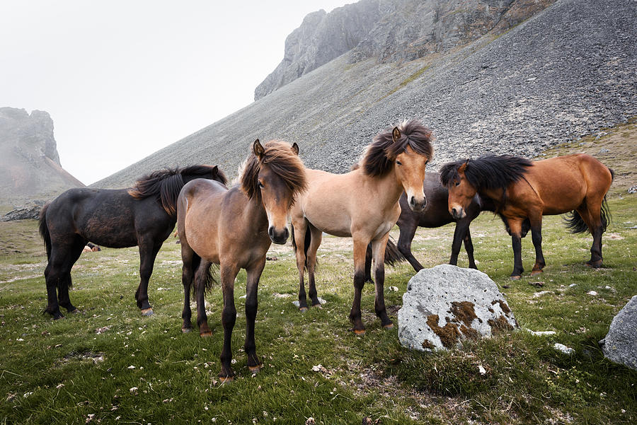 Horse Photograph - Icelandic Horses On Mountains Background by Ivan Kmit