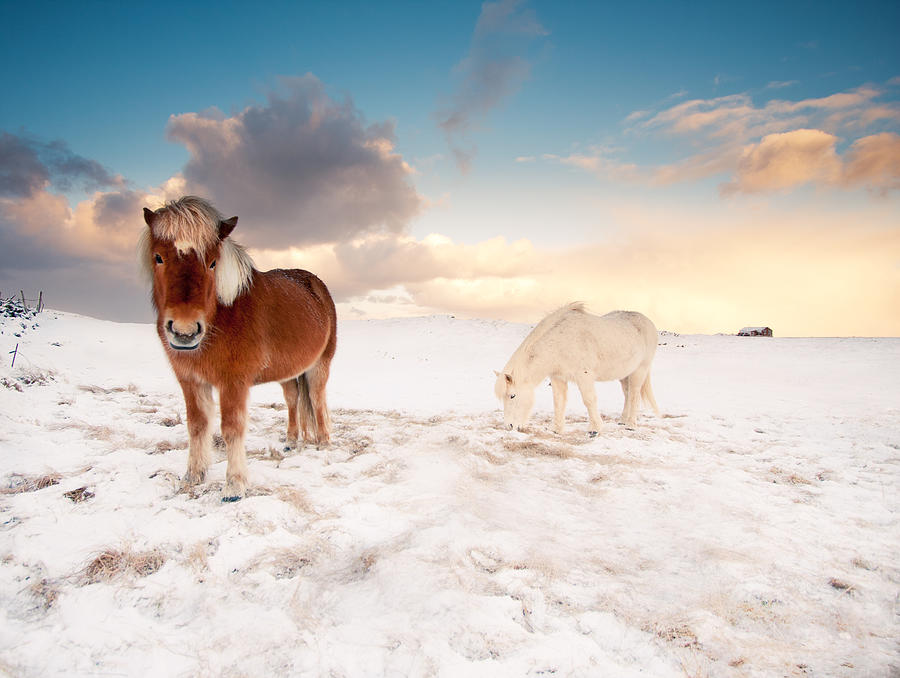 Winter Photograph - Icelandic Horses On Winter Day by Ingólfur Bjargmundsson