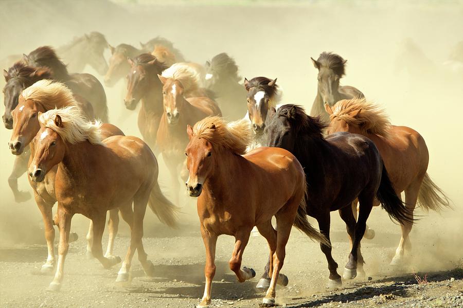 Icelandic Horses Running Photograph by David Fettes