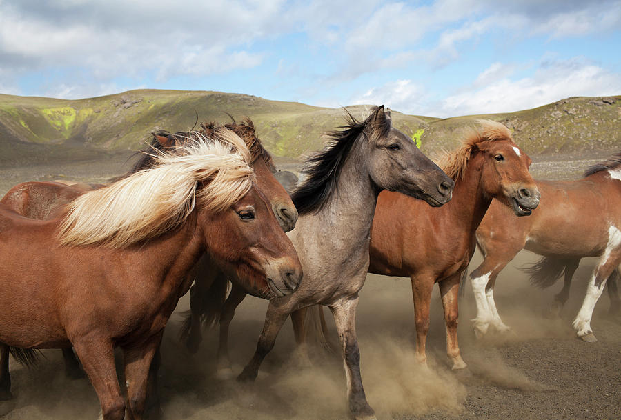 Icelandic Horses Running In Dust Photograph by Johner Images