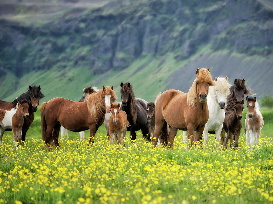 Animal Photograph - Icelandic Horses Vii by Phburchett