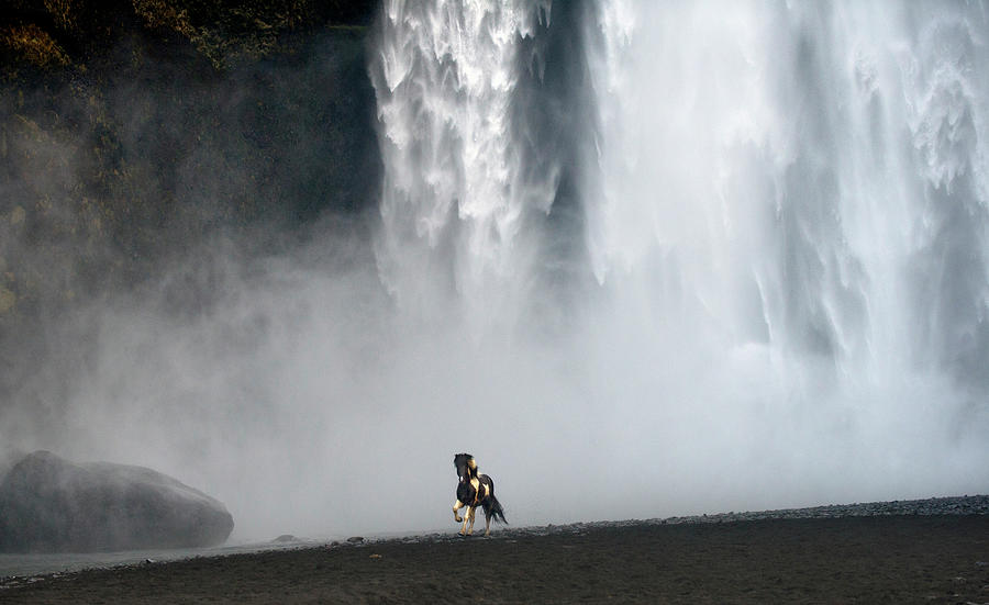 Icelandic Pony At Skogarfoss Waterfall Photograph by David Yarrow Photography Icelandic Pony At Skogarfoss Waterfall Photograph by David Yarrow Photography