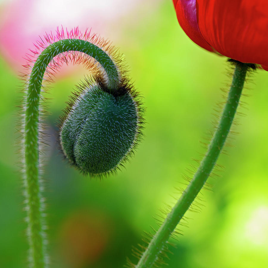 Icelandic Poppies by John Rodrigues Icelandic Poppies by John Rodrigues