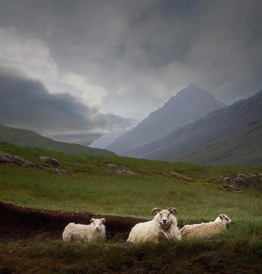 Icelandic Sheep In Pasture Photograph by Ed Freeman