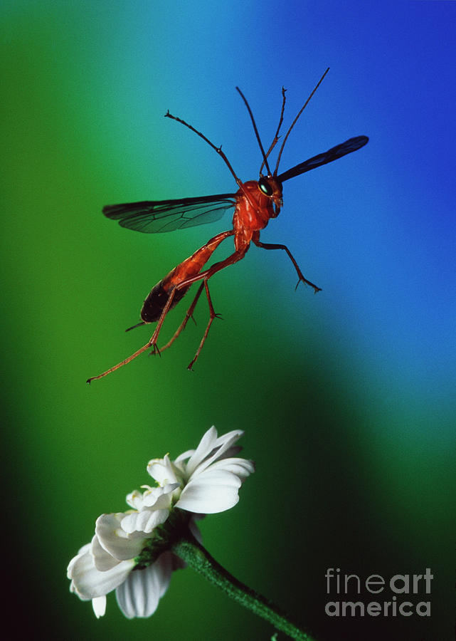 Ichneumon Wasp Photograph By Dr John Brackenbury Science Photo Library Fine Art America