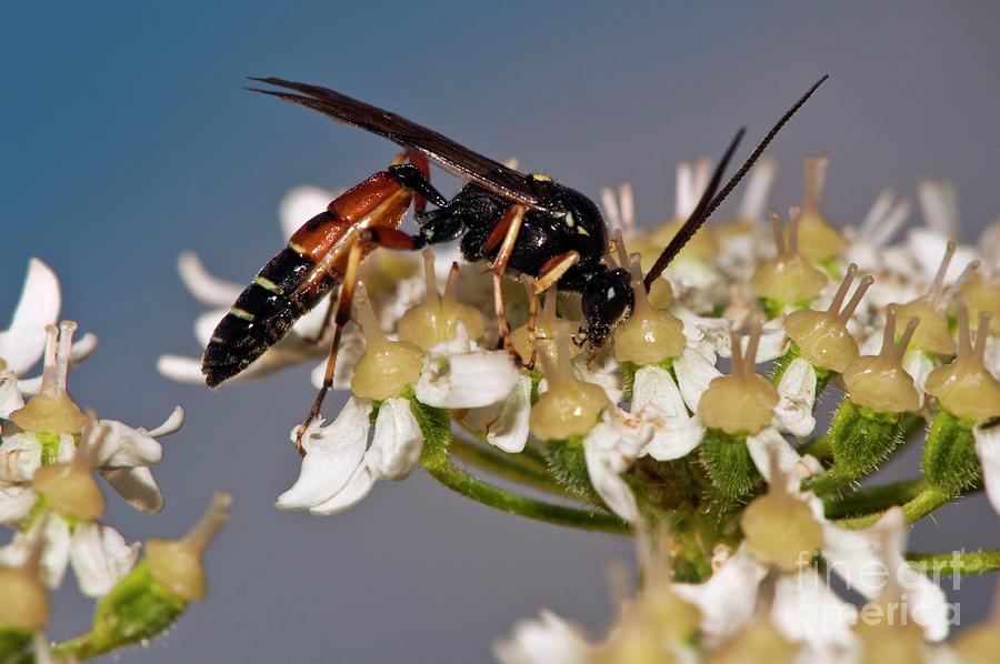 Ichneumon Wasp Feeding On Hogweed Photograph By Dr John Brackenbury Science Photo Library Pixels